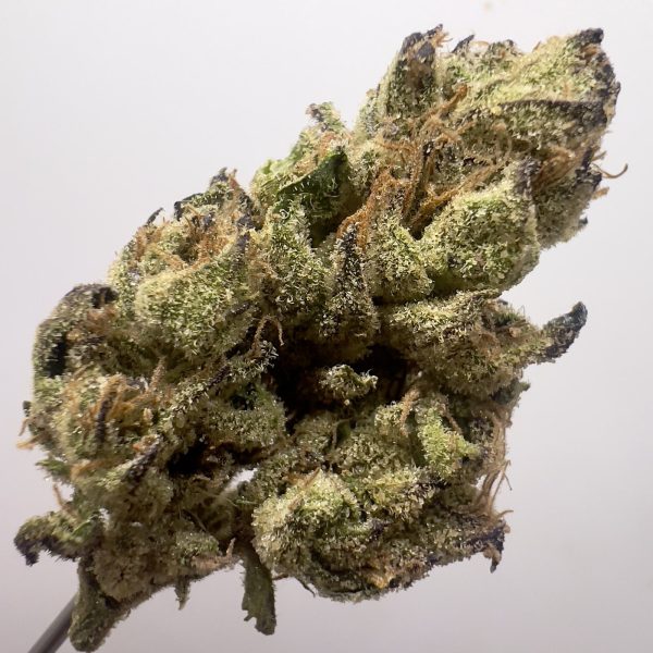 (PR) Lemon Cherry Gelato